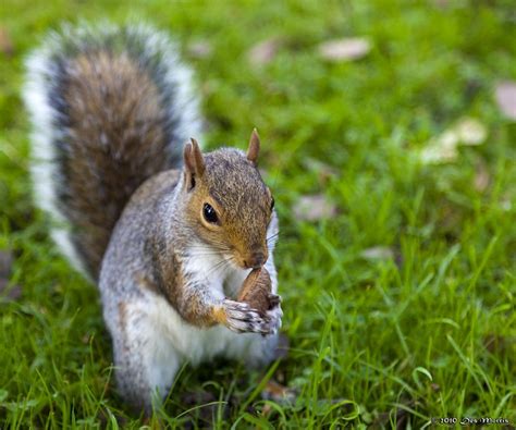 Squirrel Gathering Nuts Flickr Photo Sharing