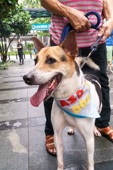 How To Adopt A Dog In Singapore Lifeguidesg