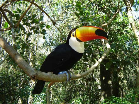 Toucan Amazon River Bird And Animal