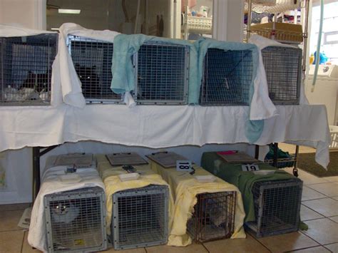 Feral Cat Sterilization Operation Pets And Tnvr Program