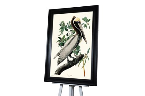 John James Audubon Brown Pelican Pre Framed Art Print The Art Group