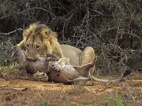 Photographer Captures Warthogs Epic Clash With A Lion Predator Vs