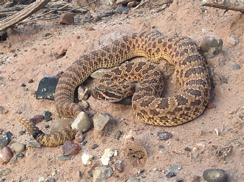 A Hopi Rattlesnake From Northeastern Arizona Herpetology