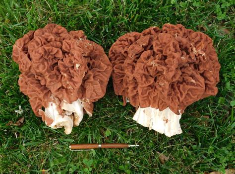 30 Best Red Morel Mushrooms - Best Recipes Ideas and Collections