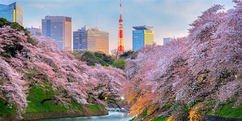 Where To See Cherry Blossoms In Japan This Year