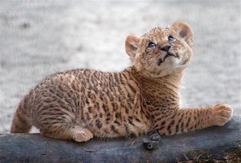 See It Rare Liger Cubs Born At Russian Zoo Cute Animal Pictures