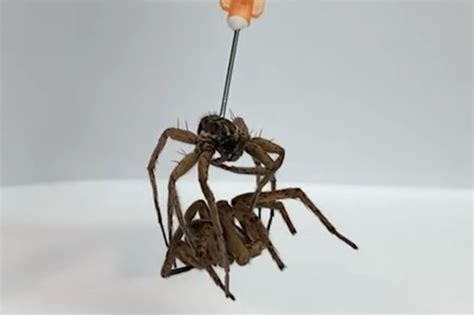 necrobotic des chercheurs transforment des araignées mortes en robots zombie kulturegeek