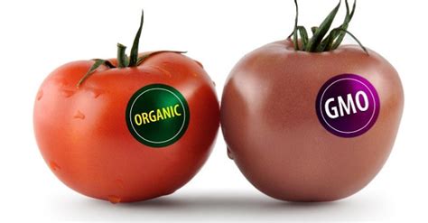 The Most Common Genetically Modified Foods