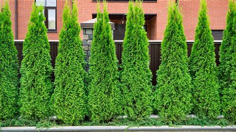 27 Types Of Shrubs With Pictures And Care Guide