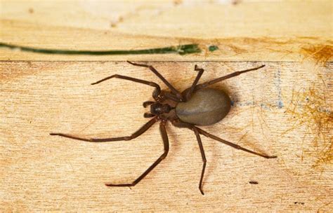 Whats The Difference Between Black Widow And Brown Recluse Spiders