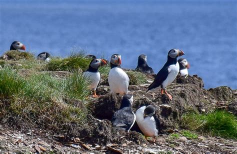 Where To See Puffins In Newfoundland Canada Travel Bliss Now