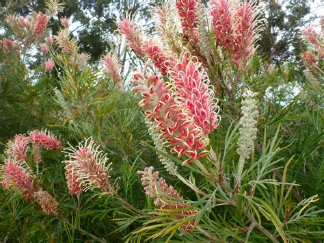 Australian Native Shrubs | Gardening With Angus