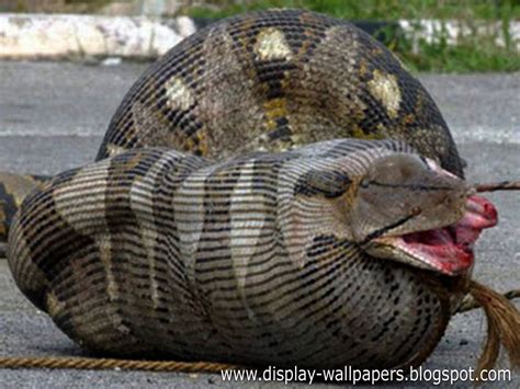 Great Anaconda Snake Wallpapers Download Wallpaperdesktop Wallpaper