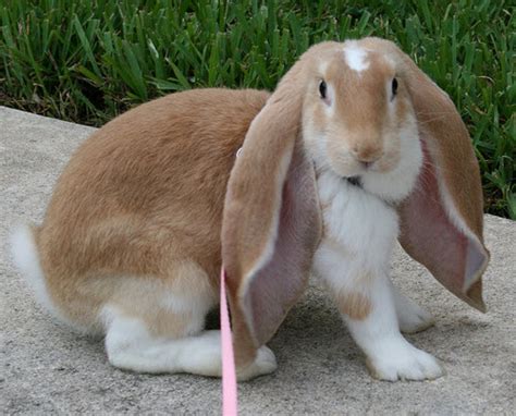 English Lop Rabbit Breed Adopt A Rabbit