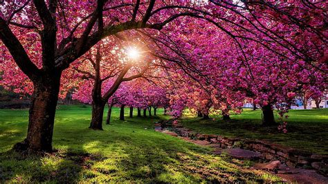 Hd Wallpaper Cherry Blossoms Nature Natural Beautiful Park Spring