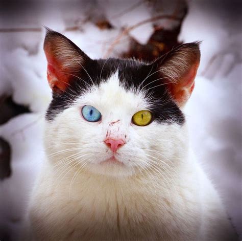 20 Animals With Two Different Colored Eyes Twistedsifter