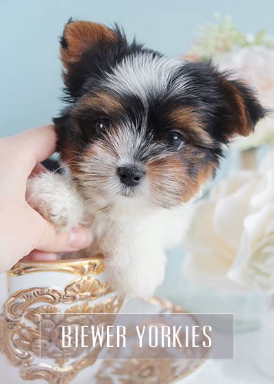Teacup Puppies Biewer Yorkie For Sale Teacup Puppies And Boutique