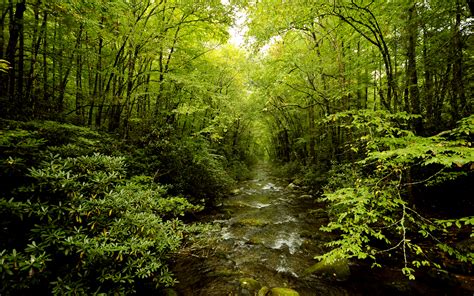 🔥 Free Download Wallpaper Nature Forest River Green Image Hd Desktop