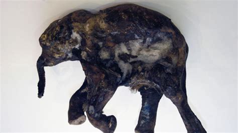 Bbc Earth Four Amazing Mummified Animals From The Ice Age
