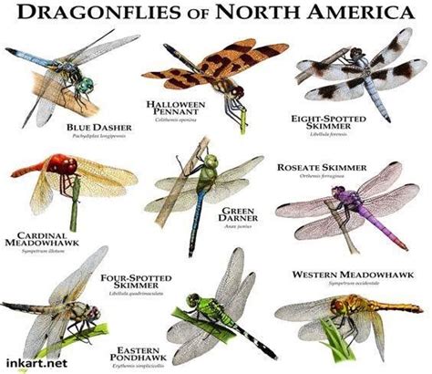 Unframed Prints Wall Art Prints Poster Prints Insect Identification