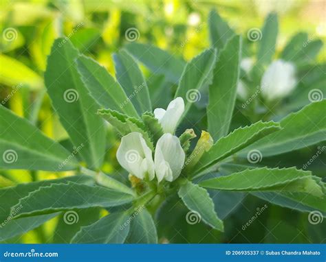 Fenugreek Plant With Flower In Field Stock Image Image Of Garden