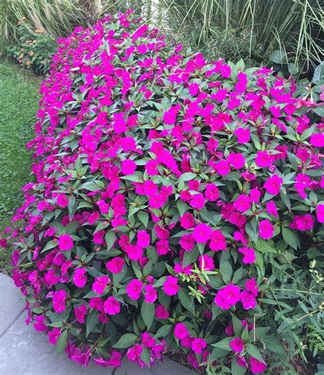 Best Flowering Annuals For Sun And Shade On Long Island