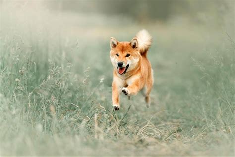 How is trading bitcoin and cryptocurrency different to buying and which should you do. Dogecoin | All In One Crypto App