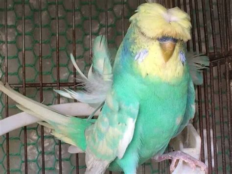 Pin By Budgie On Crested Budgies Budgies Budgies Bird Pet