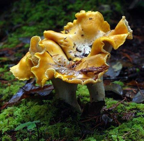 Pacific Northwest Pacific Northwest Nature Tour Stuffed Mushrooms