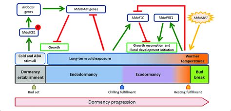 The Proposed Hypothetical Model For The Apple Bud Dormancy Process