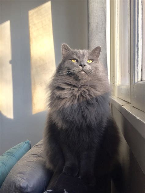 Considered part of the pelvic region of your cat's body, the urinary bladder is responsible for holding onto urine before it is. Does anyone else feel like own the best kind of cat?? I ...