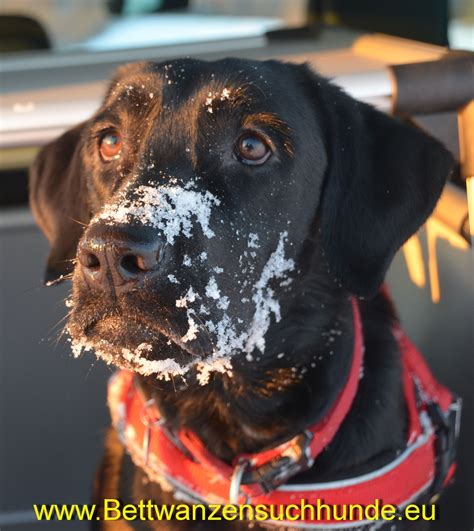 Hunde Foto Rolf Und Emma Bettwanzensuchhund Freizeit Im Schnee