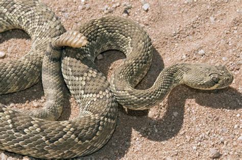Grass snakes lay eggs around april soon after waking from hibernation. How Many Times a Year do Rattlesnakes Lay Eggs ...