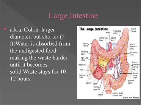 Diseases of the small and large intestine are often genetic. The Alimentary Tract - презентация онлайн