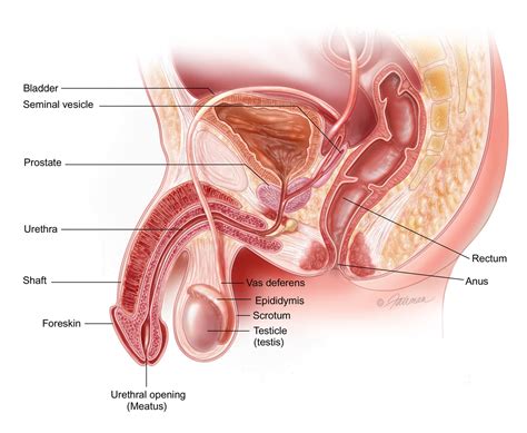 Covered terminology and concepts include gender identity vs. Epididymitis and Orchitis - Atlantic Urology Clinics ...