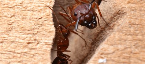 Common Signs Of A Carpenter Ant Infestation Abc Blog