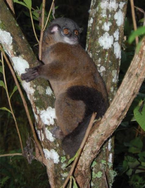 Lepilemur Betsileo Louis Et Al 2006 Lemurs Of Madagascar