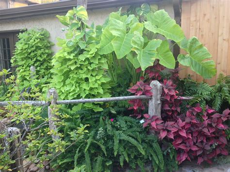 Elephant ears bring to mind lush, tropical forests, adding drama to both gardens and containers. Elephant Ears .....note the potato vine growing like crazy ...
