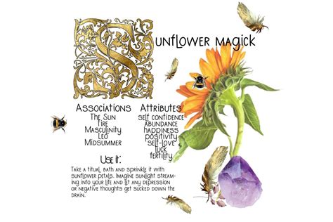 The Joyous Magickal Properties Of Sunflowers Types Of Sunflowers
