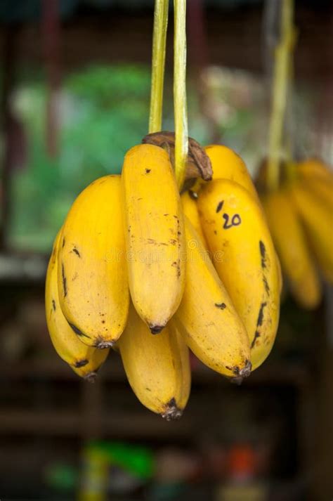 Bananas Hanging Stock Image Image Of Fruit Organic 45028779