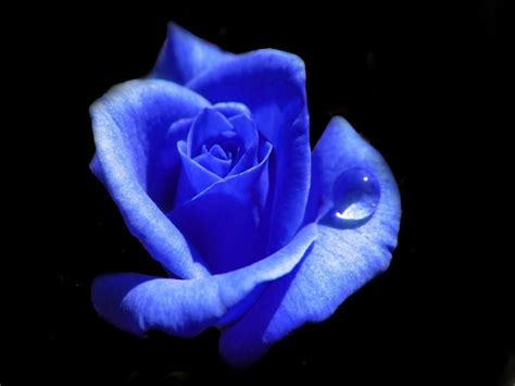 Pinterest Rose Cr ¯ ·¸ Beautiful Rose Flowers Elegant Flowers