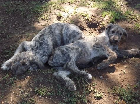 Irish Wolfhounds Puppies Hunt Farms Irlandese Pastore