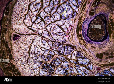 Brain Cells In The Dark Field Under The Microscope 100x Stock Photo Alamy