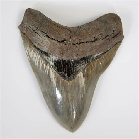 Lot Shark Tooth Carcharodon Megalodon Miocene 20 Mil Years