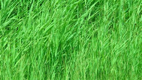 Garden Grass Background Free Stock Photo Public Domain Pictures