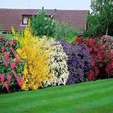 Pictures of Tall Flowering Shrubs For Privacy