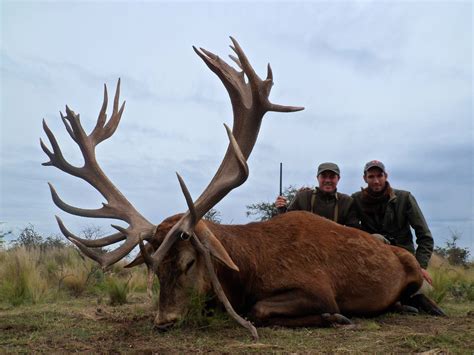 4 Day Red Stag Hunt For Three Hunters In Argentina Includes Trophy