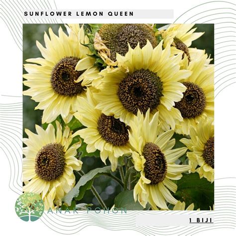 Jual Benih Bibit Biji Sunflower Lemon Queen Bunga Matahari Flower
