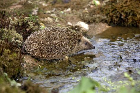 European Hedgehog Erinaceus Europaeus Adult Standing In Water