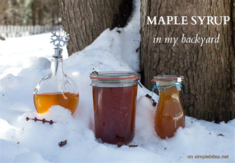 Maple Tree Syrup